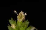 Yellow giant hyssop